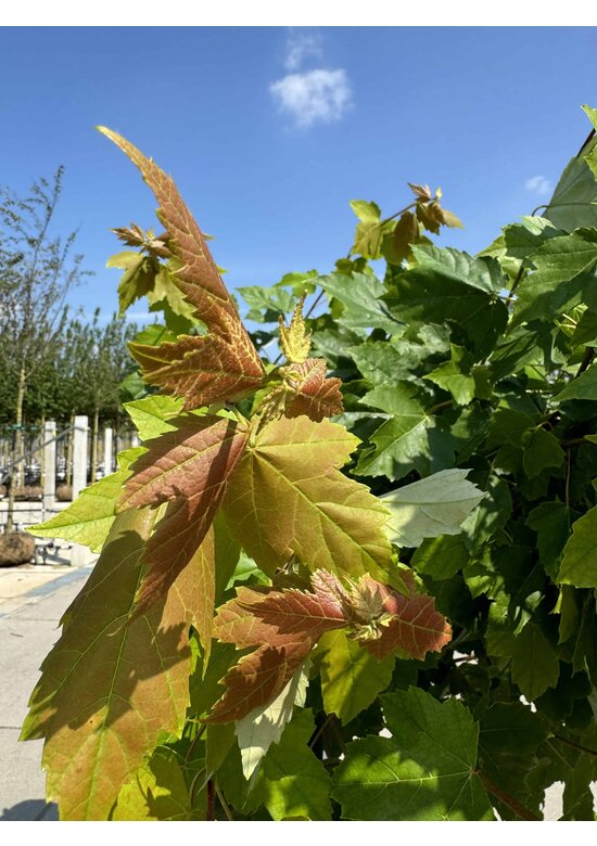 Davids-Ahorn - Schlangenhaut-Ahorn | Acer davidii