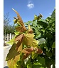 Davids-Ahorn - Schlangenhaut-Ahorn | Acer davidii