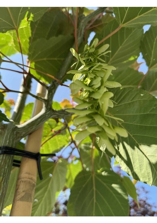 Davids-Ahorn - Schlangenhaut-Ahorn | Acer davidii