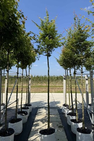 Fächerahorn Baum - Japanischer Ahorn | Acer palmatum