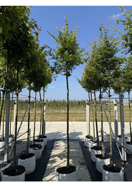 Fächerahorn Baum - Japanischer Ahorn | Acer palmatum