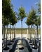 Fächerahorn Baum - Japanischer Ahorn | Acer palmatum