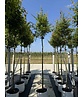 Fächerahorn Baum - Japanischer Ahorn | Acer palmatum