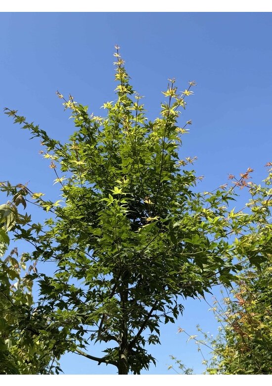 Fächerahorn Baum - Japanischer Ahorn | Acer palmatum