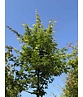 Fächerahorn Baum - Japanischer Ahorn | Acer palmatum