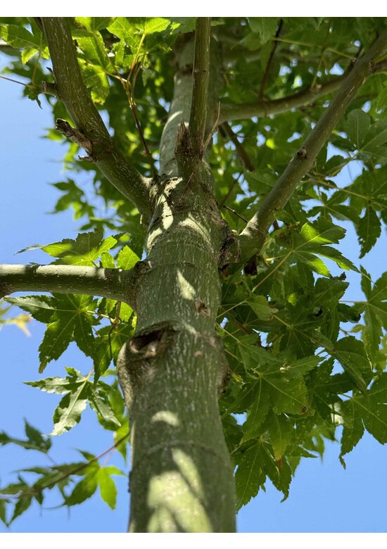 Fächerahorn Baum - Japanischer Ahorn | Acer palmatum