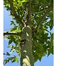 Fächerahorn Baum - Japanischer Ahorn | Acer palmatum