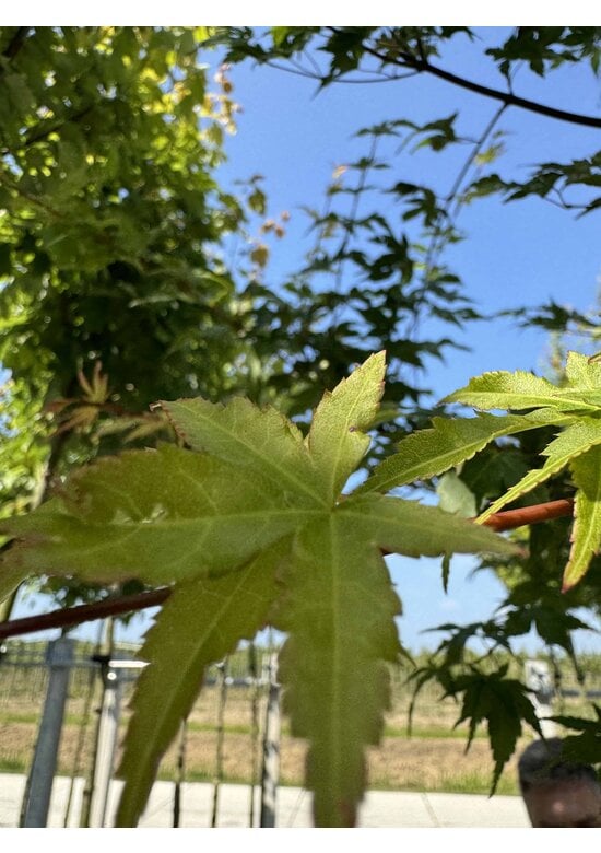Fächerahorn Baum - Japanischer Ahorn | Acer palmatum