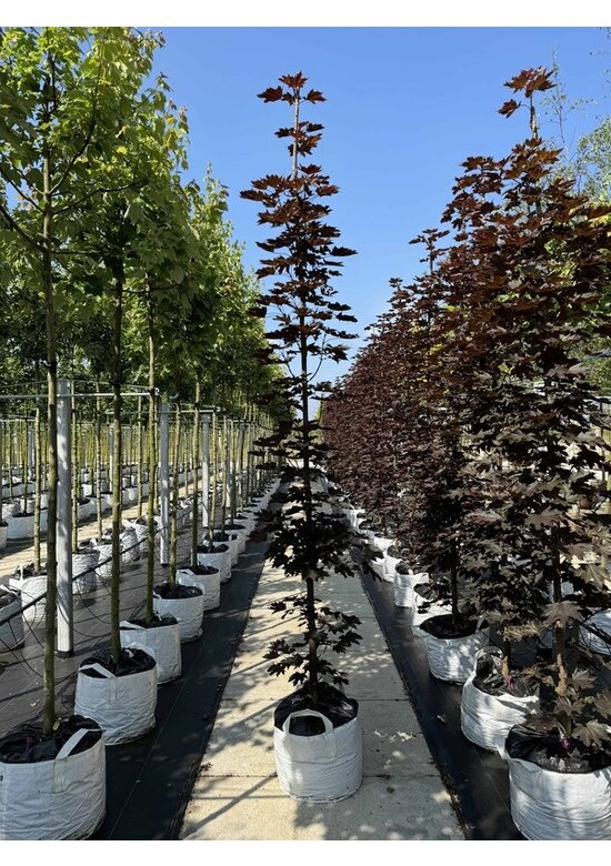 Säulen Blutahorn Stammbusch | Acer platanoides 'Crimson Sentry'