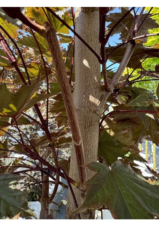 Säulen Blutahorn Stammbusch | Acer platanoides 'Crimson Sentry'