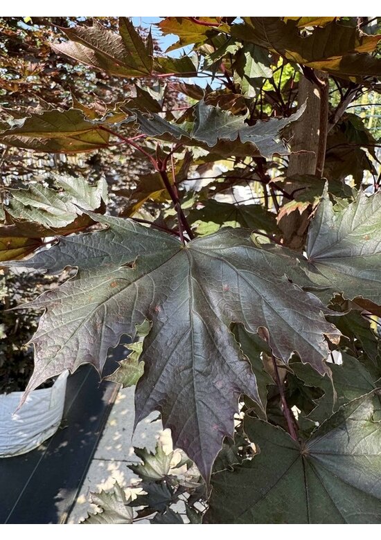 Säulen Blutahorn 'Crimson Sentry' | Acer platanoides 'Crimson Sentry'