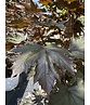 Säulen Blutahorn 'Crimson Sentry' | Acer platanoides 'Crimson Sentry'
