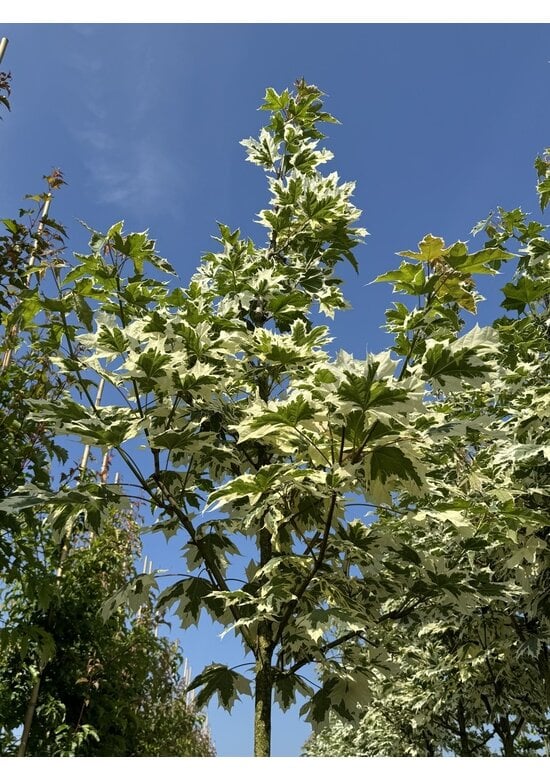 Spitzahorn 'Drummondii' | Acer platanoides 'Drummondii'