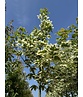 Spitzahorn 'Drummondii' | Acer platanoides 'Drummondii'