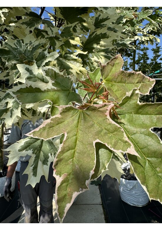 Spitzahorn 'Drummondii' | Acer platanoides 'Drummondii'