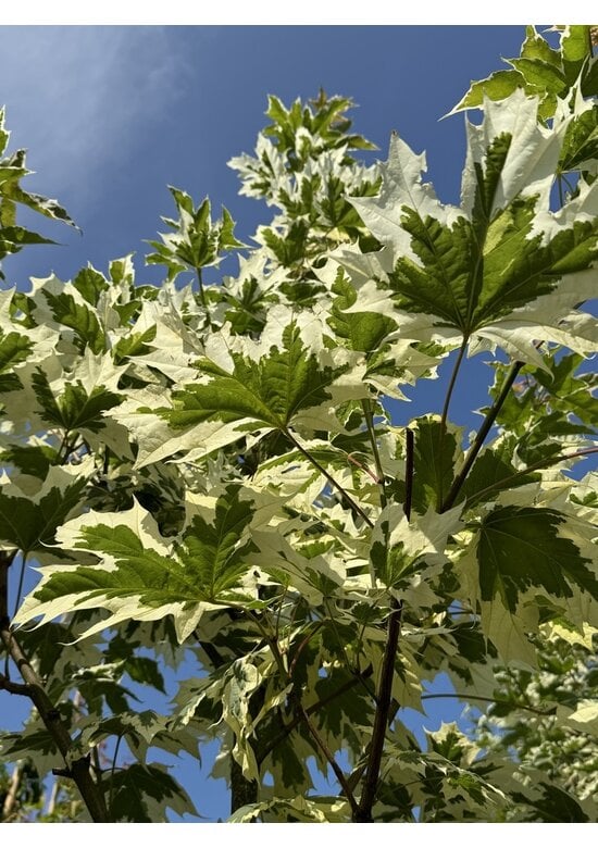 Spitzahorn 'Drummondii' | Acer platanoides 'Drummondii'