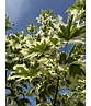 Spitzahorn 'Drummondii' | Acer platanoides 'Drummondii'