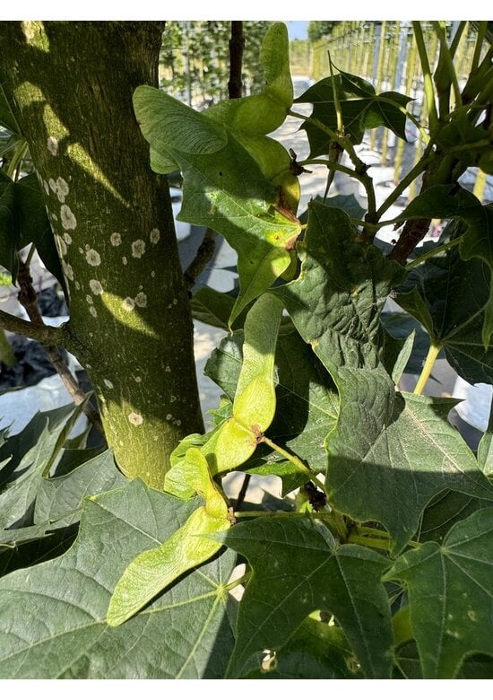 Mauritz-Spitzahorn 'Mauritz Upright'® | Acer platanoides 'Mauritz Upright' ® - Stammbusch