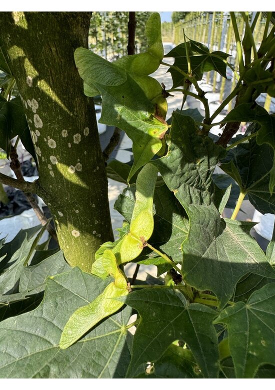 Mauritz-Spitzahorn 'Mauritz Upright'® | Acer platanoides 'Mauritz Upright' ® - Stammbusch