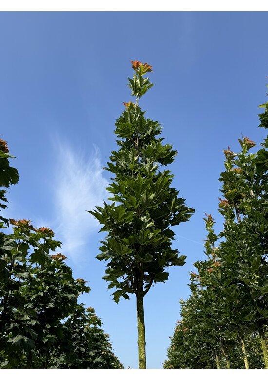 Mauritz-Spitzahorn 'Mauritz Upright' Hochstamm | Acer platanoides 'Mauritz Upright'®