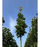 Mauritz-Spitzahorn 'Mauritz Upright' Hochstamm® | Acer platanoides 'Mauritz Upright'®