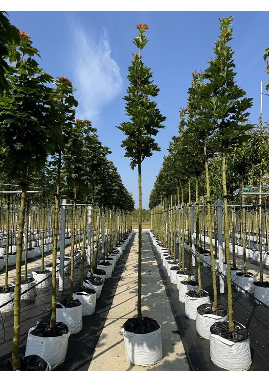 Mauritz-Spitzahorn 'Mauritz Upright' Hochstamm | Acer platanoides 'Mauritz Upright'®