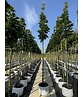 Mauritz-Spitzahorn 'Mauritz Upright' Hochstamm | Acer platanoides 'Mauritz Upright'®