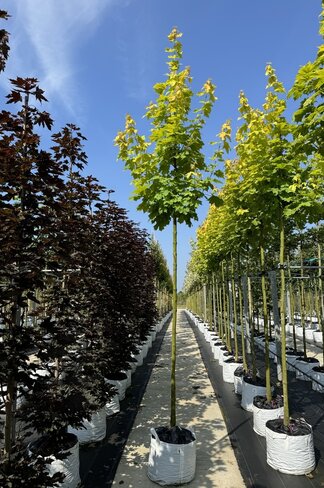 Goldahorn 'Princeton Gold' | Acer platanoides 'Princeton Gold' Goldahorn 'Princeton Gold' | Acer platanoides 'Princeton Gold'