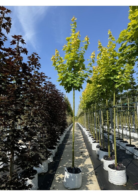 Goldahorn 'Princeton Gold' | Acer platanoides 'Princeton Gold'