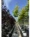 Venovi GmbH Goldahorn 'Princeton Gold' | Acer platanoides 'Princeton Gold'