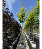 Goldahorn 'Princeton Gold' | Acer platanoides 'Princeton Gold'