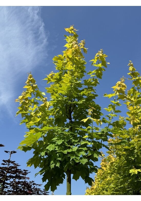 Goldahorn 'Princeton Gold' | Acer platanoides 'Princeton Gold'