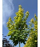 Goldahorn 'Princeton Gold' | Acer platanoides 'Princeton Gold'