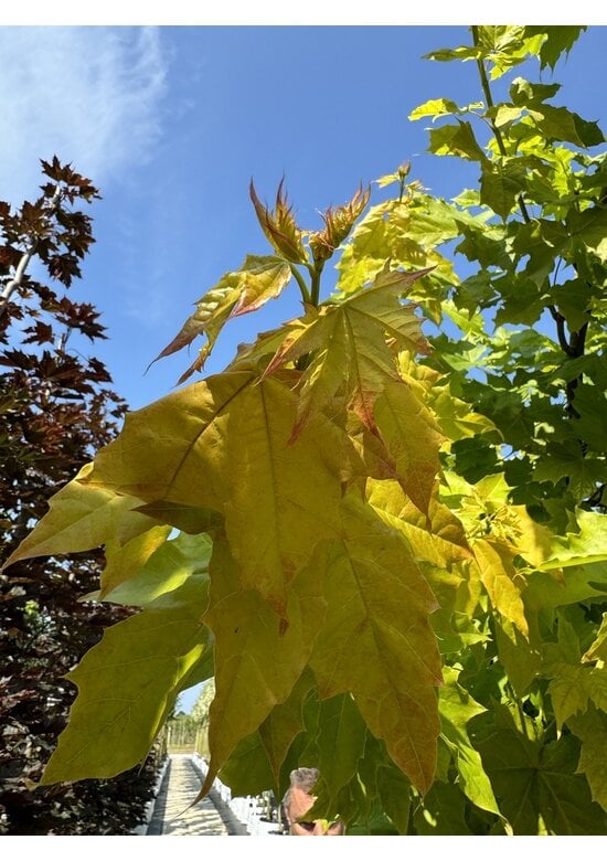 Goldahorn 'Princeton Gold' | Acer platanoides 'Princeton Gold'