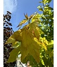 Goldahorn 'Princeton Gold' | Acer platanoides 'Princeton Gold'