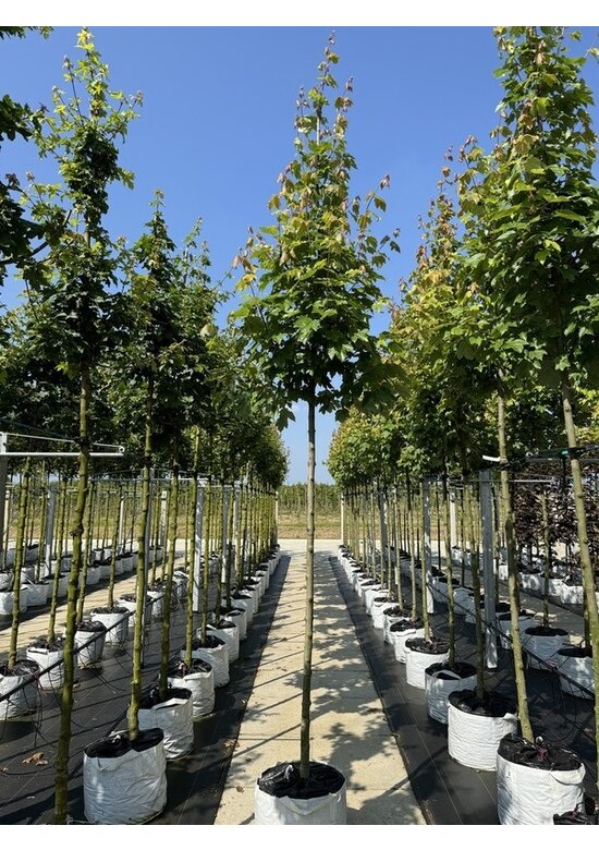 Rotahorn 'October Glory' | Acer rubrum 'October Glory' Rotahorn 'October Glory' | Acer rubrum 'October Glory'