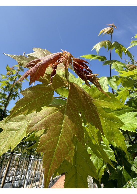 Rotahorn 'October Glory' | Acer rubrum 'October Glory' Rotahorn 'October Glory' | Acer rubrum 'October Glory'