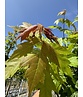 Rotahorn 'October Glory' | Acer rubrum 'October Glory' Rotahorn 'October Glory' | Acer rubrum 'October Glory'
