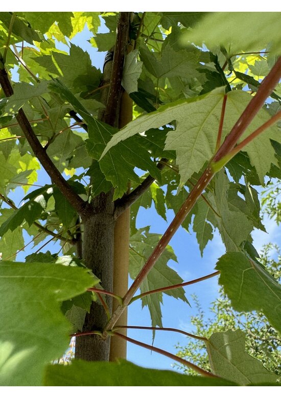 Rotahorn 'October Glory' | Acer rubrum 'October Glory' Rotahorn 'October Glory' | Acer rubrum 'October Glory'