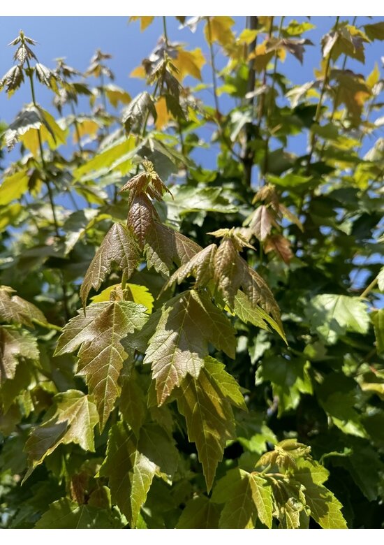 Rot-Ahorn 'Red Sunset' | Acer rubrum 'Red Sunset'