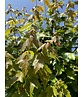 Rotahorn 'Red Sunset' | Acer rubrum 'Red Sunset'