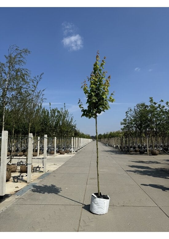 Säulen-Rotahorn 'Scanlon' | Acer rubrum 'Scanlon'