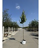 Säulen-Rotahorn 'Scanlon' | Acer rubrum 'Scanlon'