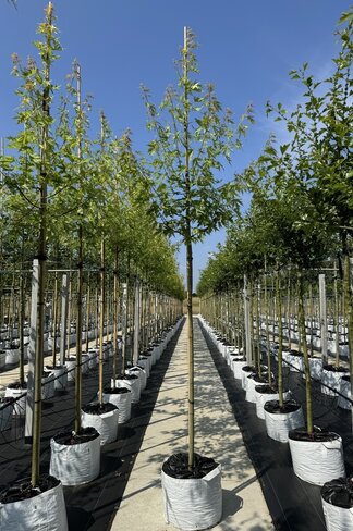 Geschlitzter Silberahorn 'Laciniatum Wieri' | Acer saccharinum 'Laciniatum Wieri'