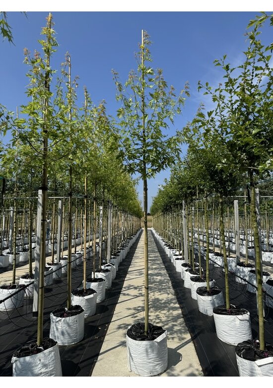 Geschlitzter Silberahorn 'Laciniatum Wieri' | Acer saccharinum 'Laciniatum Wieri'