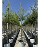 Geschlitzter Silberahorn 'Laciniatum Wieri' | Acer saccharinum 'Laciniatum Wieri'