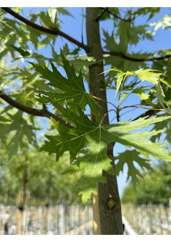 Geschlitzter Silberahorn 'Laciniatum Wieri' | Acer saccharinum 'Laciniatum Wieri'