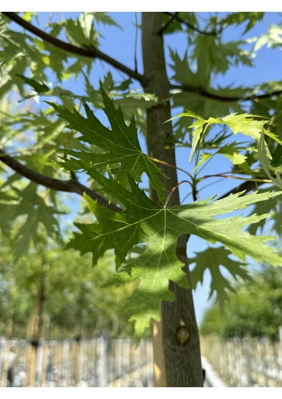 Geschlitzter Silberahorn 'Laciniatum Wieri' | Acer saccharinum 'Laciniatum Wieri'