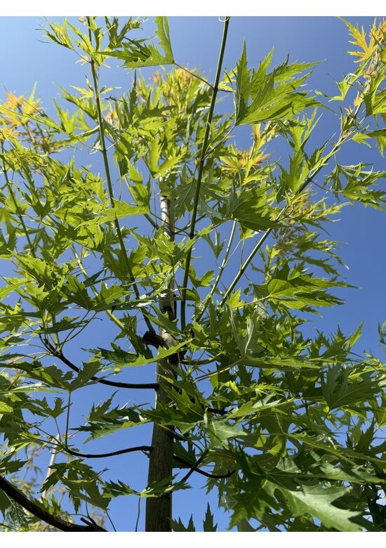 Geschlitzter Silberahorn 'Laciniatum Wieri' | Acer saccharinum 'Laciniatum Wieri'