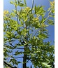 Geschlitzter Silberahorn 'Laciniatum Wieri' | Acer saccharinum 'Laciniatum Wieri'
